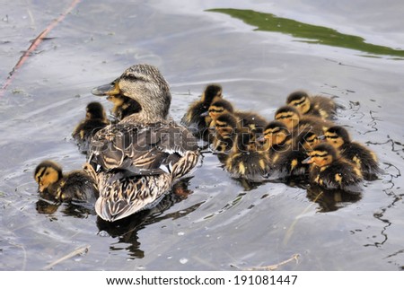 Female Mallard Duck and Ducklings / Protecting the Young