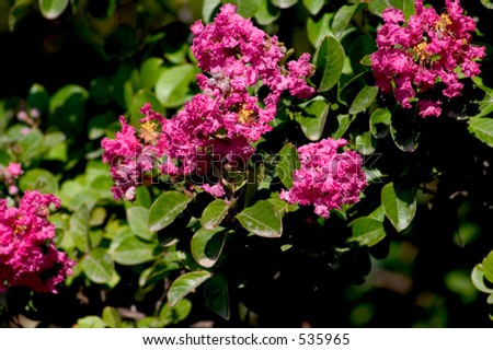 Fuchsia colored crepe-myrtle blossoms. A beautiful tree for landscaping.