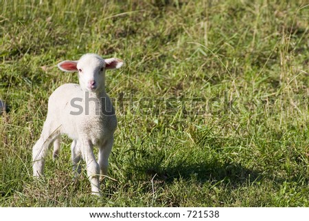 Darling little lamb in a grassy field.