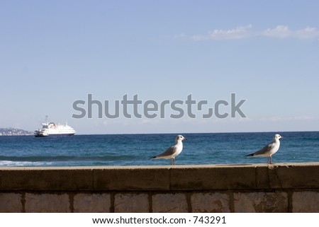 Two gulls in the foreground, a beautiful sea and sky, a large ship.