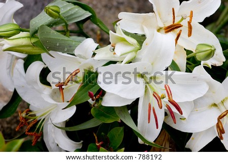 Close-up of white lily arrangement for a nice floral background.