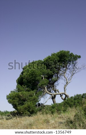 Stone pine can be seen all over the south of France and it\'s much loved for it\'s shape and lovely pine nuts.