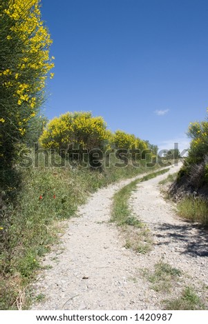 Country lane, yellow broom bushes and blue sky
