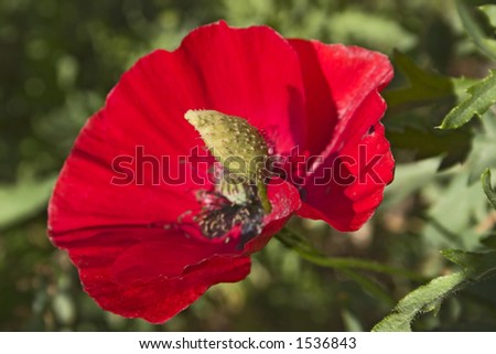 Bright red poppy with bud. Focus on the bud.