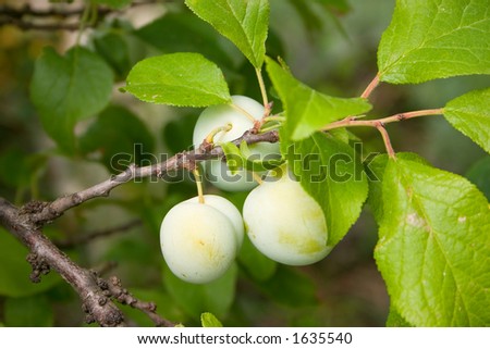 Branch of a plum tree with green plums.