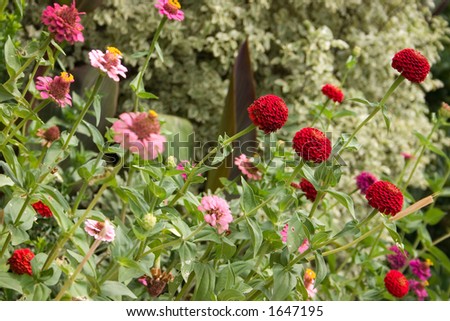 A patch of summer zinnias sometimes called the old maid flower. Butterflies love them and they can take the heat.