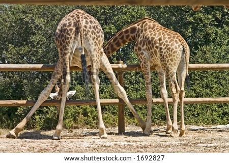 Spread-eagled giraffe from behind bending over a fence in order to munch some delicious green stuff. How bad do you want it?