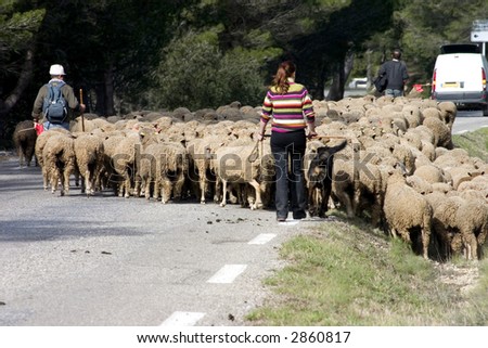 Two male and one female shepherd leading their flock down a busy French highway. Times have changed but sometimes time stands still.