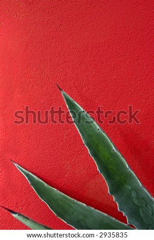 The large sword shaped leaves of an agave against a brightly painted red wall. It makes me think fiesta.