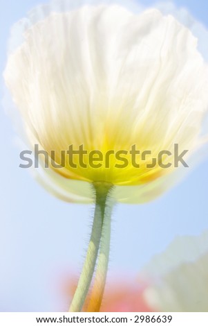 Yellow and white poppy against a pale blue sky. This image was digitally enhanced to achieve desired effect of softness and motion.