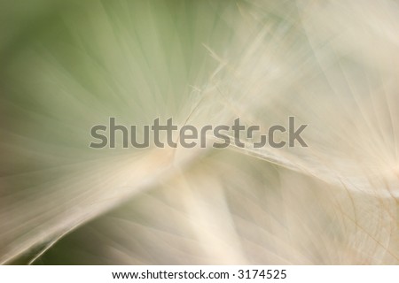The camera lens reveals exquisite color, texture and softness in a dandelion seed head. First in a series of natural abstract backgrounds and textures.