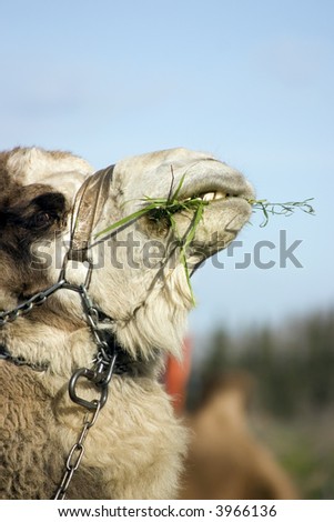 Profile of a camel with head uplifted, eating grass. He has his eye on me at the same time.