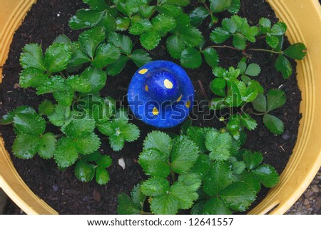 Overhead shot of young potted strawberries with garden ornament.