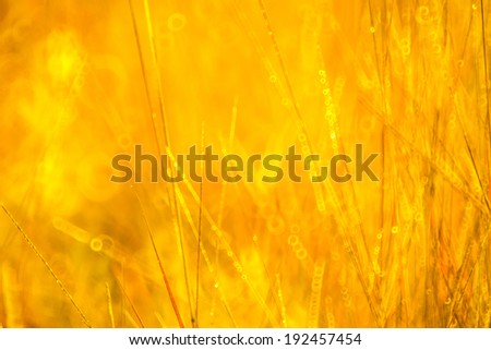 Abstract natural background with grass, natural bokeh