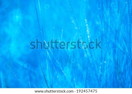 Abstract natural background with grass, natural bokeh