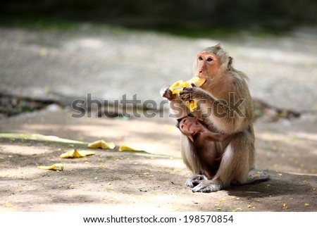 Monkey eating banana with the baby