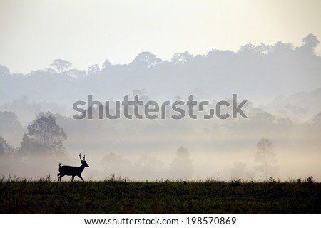 Hog deer are silhouette with beautiful forest landscape in the morning time.