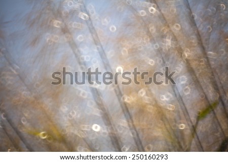 Abstract natural background with grass, natural bokeh,blurred