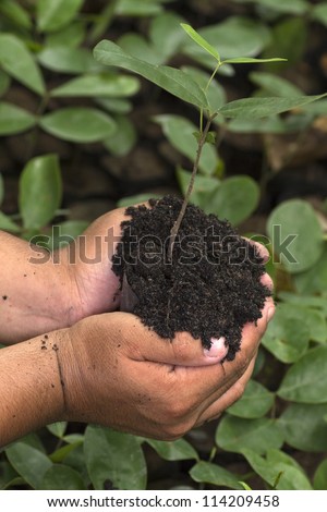 Hand holding and planting new tree with green Forest background