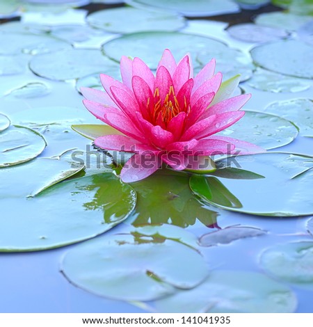 PInk Lotus on the River