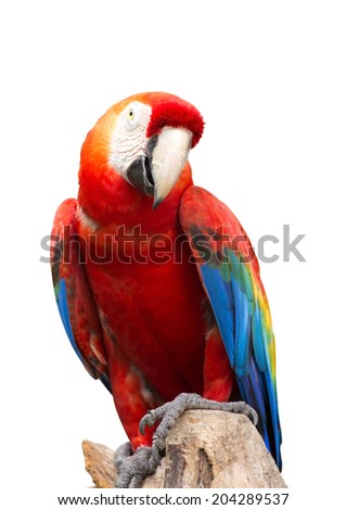 beautiful Parrot, Red-and-green Macaw isolate on white background.