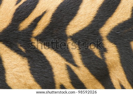 texture of real tiger skin ( fur )