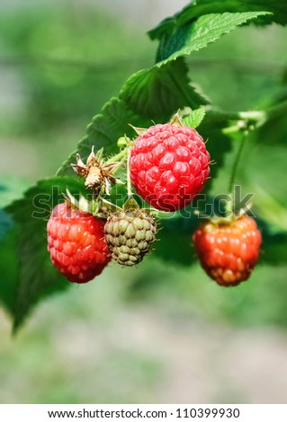 fresh red and green raspberries in a bush