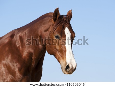 American Quarter horse chestnut stallion