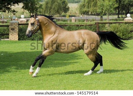 American Quarter Horse Buckskin Stallion