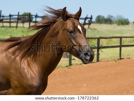 Quarter horse head