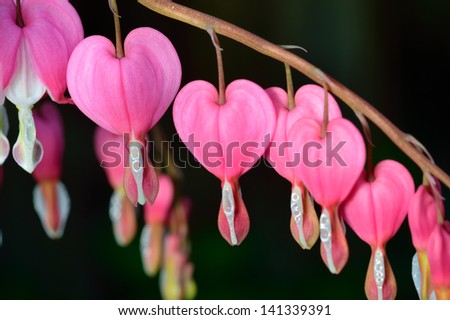 Pink flower. Lamprocapnos spectabilis (formerly Dicentra spectabilis) - Bleeding Heart in spring garden.