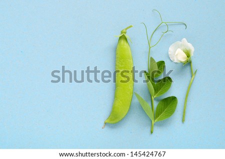 Pea pod, tendril and flower on light blue background. Plenty of copy space.