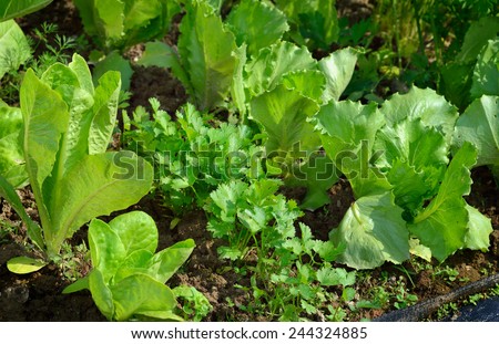 Iceberg and roman lettuce, coriander in vegetable garden. Organic green vegetables and herbs in organic garden. Summer.
