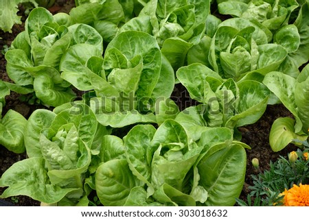 Little Gem Romaine Lettuce in a garden. Angle view. Small lettuces growing in a row in a garden. Organic gardening.