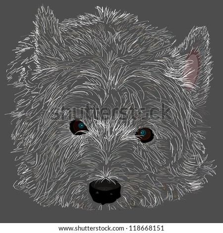 West Highland white terrier, close up.  An illustration of a West Highland White Terrier that is watching you.
