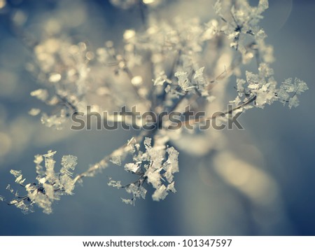frozen winter plant closeup