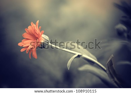 orange flower closeup