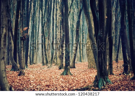 moody fall forest view