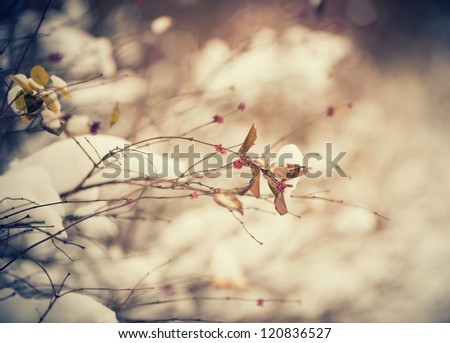 winter plants background