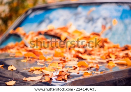 faded fallen leafs on an old black car
