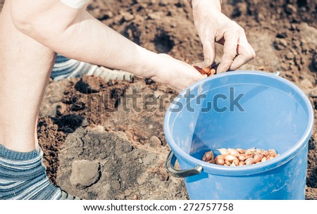 old female farm worker sowing onion in spring farm ground