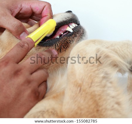 Brush the teeth dog
