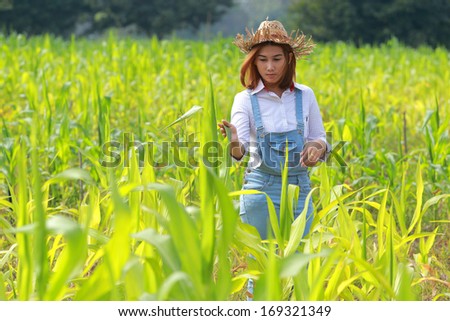 Woman Agriculture in corn field