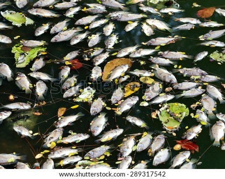 dead fish floated in the dark water, water pollution