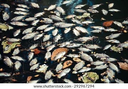dead fish floated in the dark water, water pollution vintage color