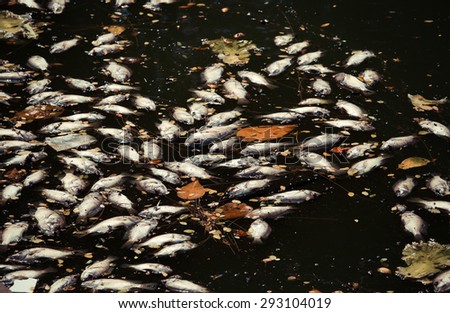 dead fish floated in the dark water, water pollution Color Vintage