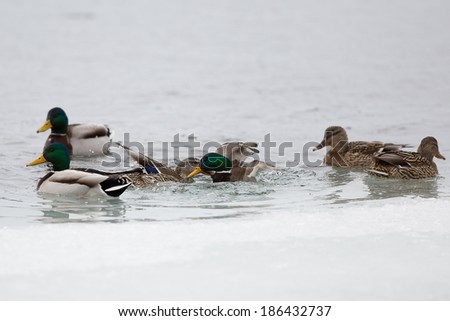 photo of two ducks fighting - it is a part of flirtation