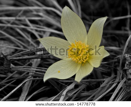 macro photo of fresh yellow snowdrop flower