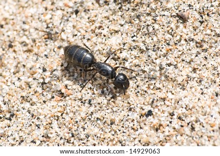 Ant Running