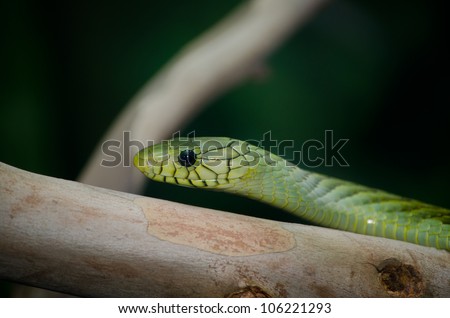 Green snake head on stripped branch